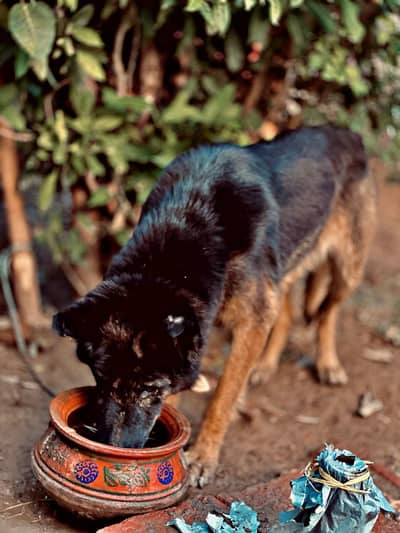 Male dog for sale