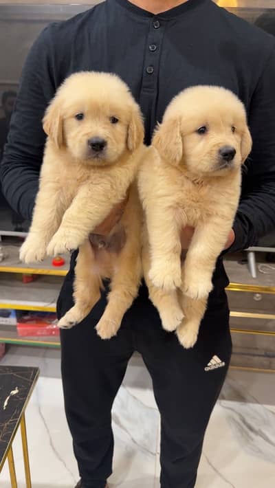 Golden Retriver puppies