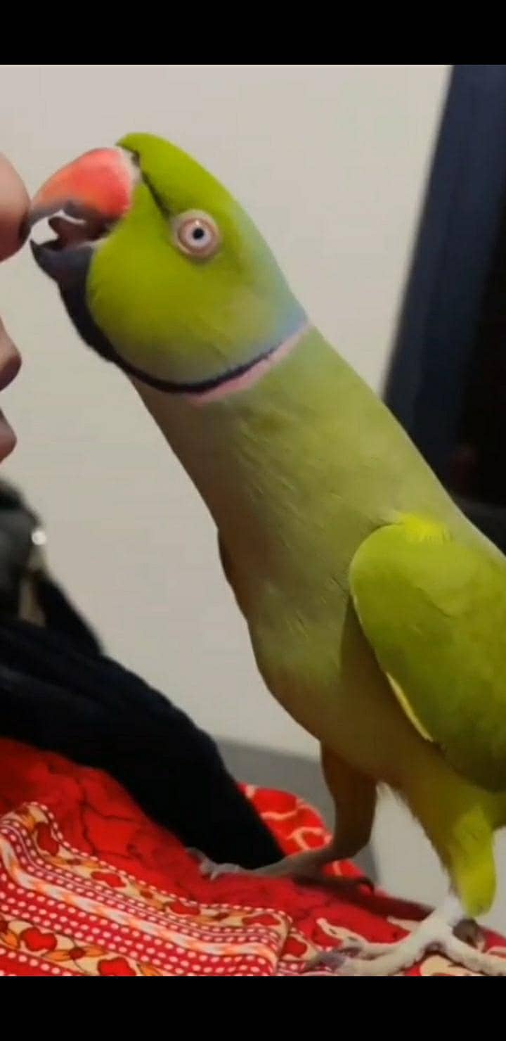 ringneck 0