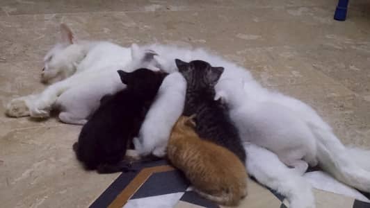 cat and kittens sell