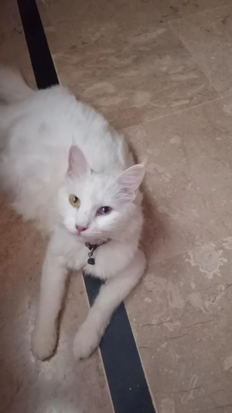 cat and kittens sell — photo 3