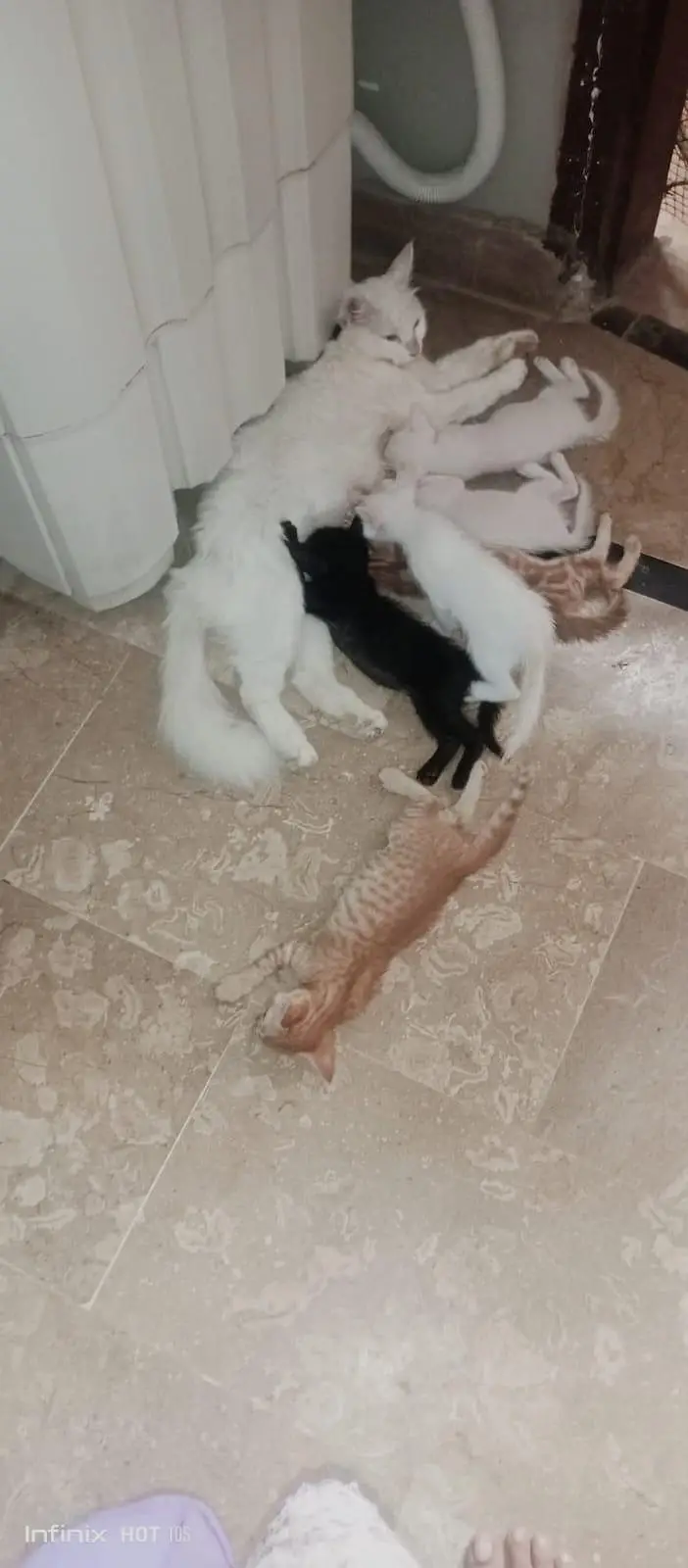 cat and kittens sell — photo 4