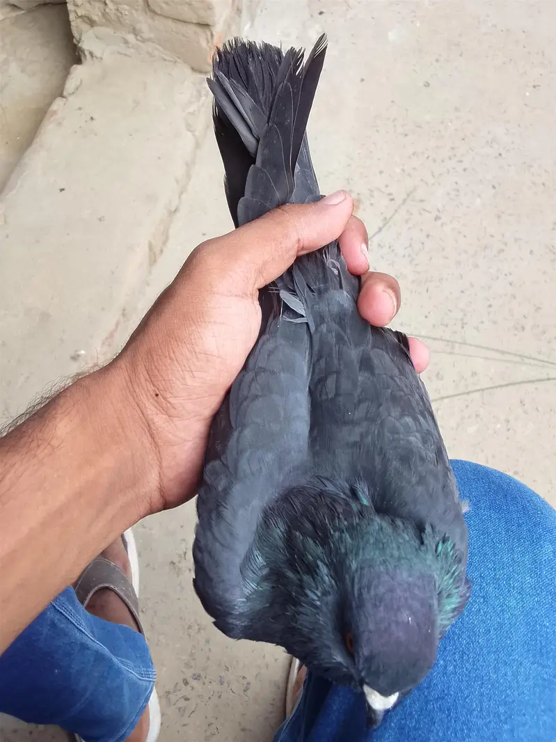 کبوتر — photo 3