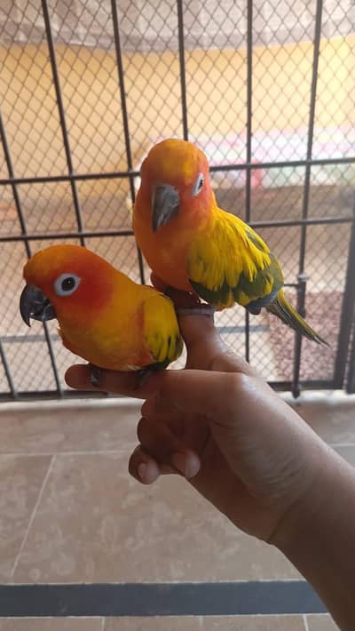sun conure