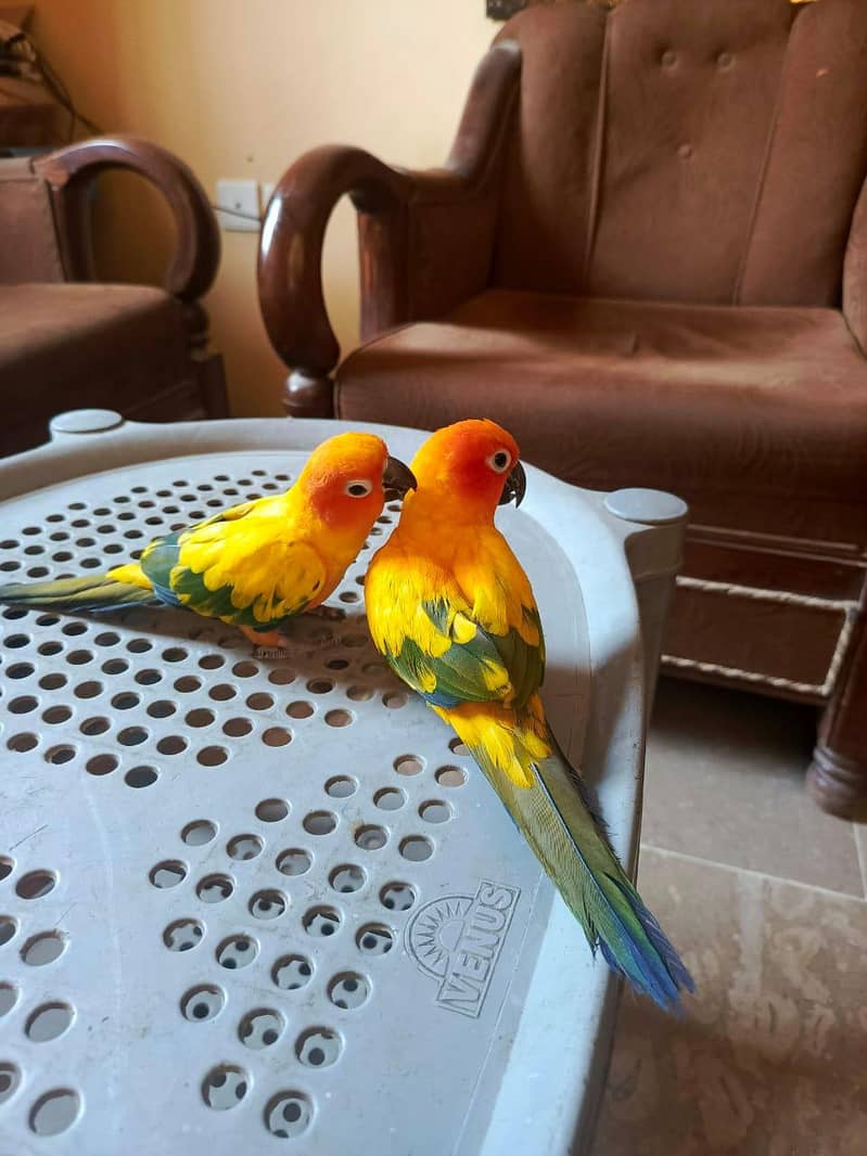 sun conure 1