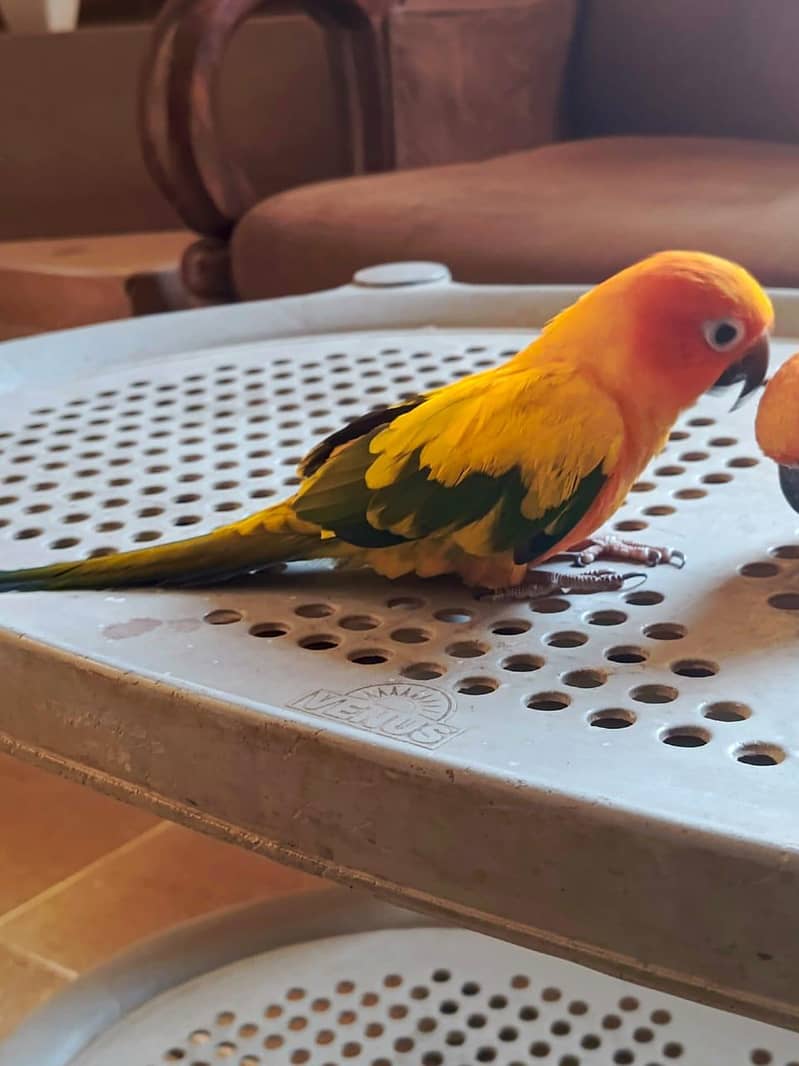 sun conure 2