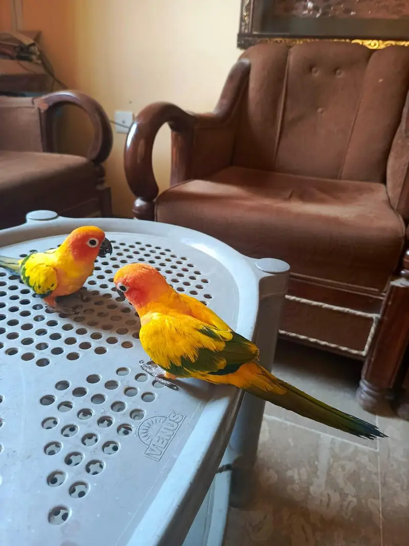sun conure — photo 4