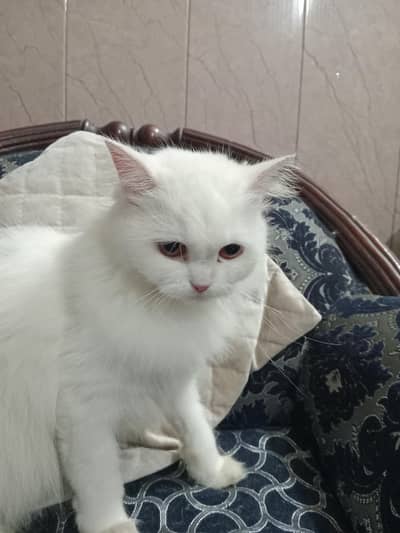 Little Persian cat in just Rs 5000 contact 03454276815