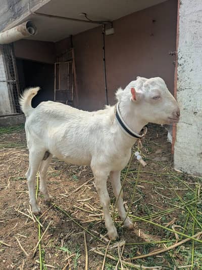 8 month gulabi bacha (bakra), breeder