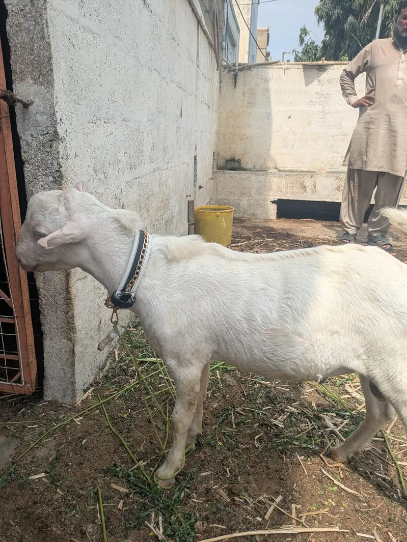 8 month gulabi bacha (bakra), breeder — photo 2