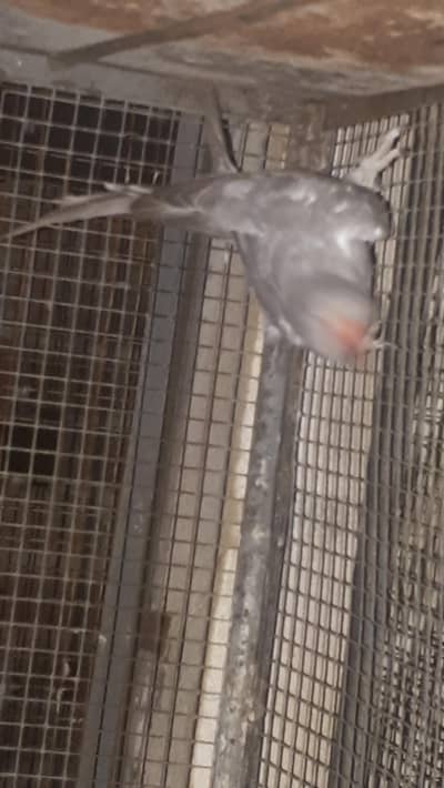 parot