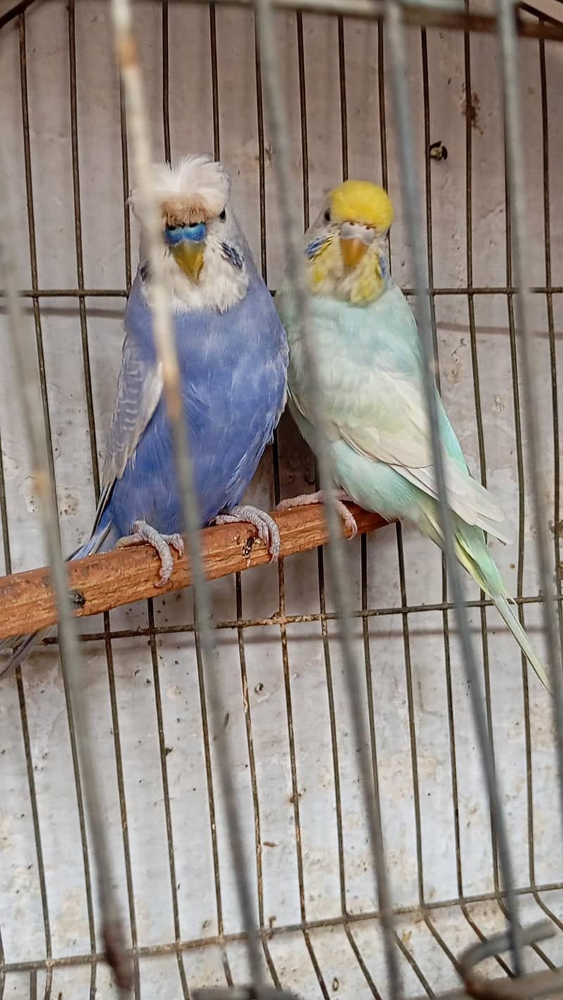 rainbow pair 0