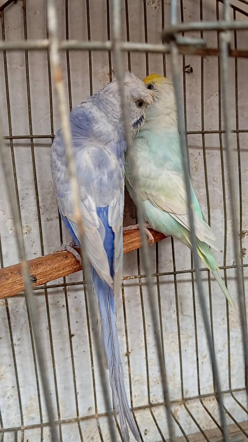 rainbow pair 1