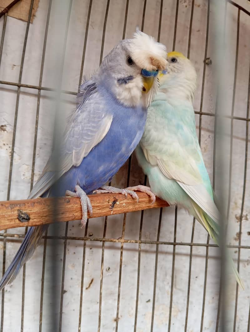 rainbow pair 2
