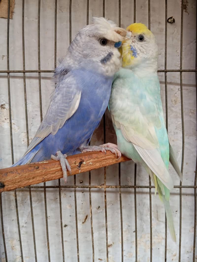 rainbow pair 3