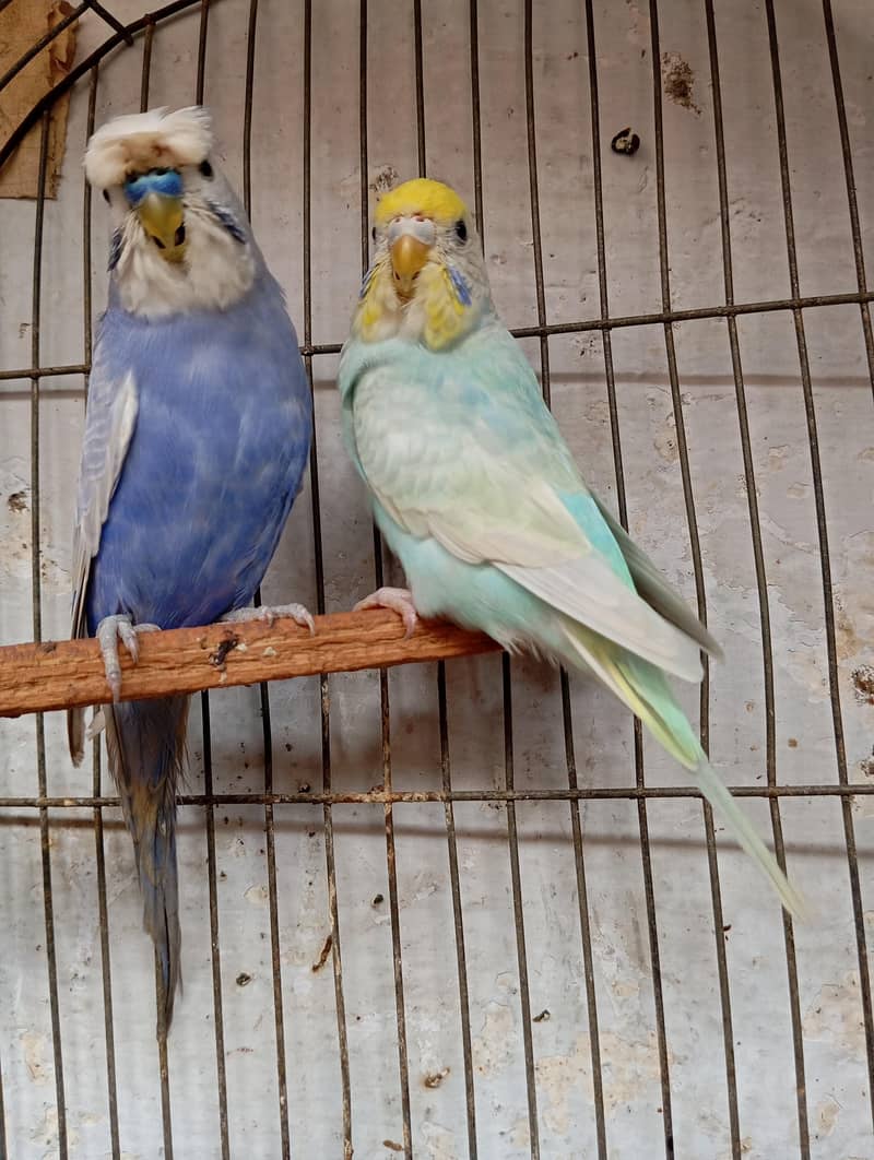 rainbow pair 4