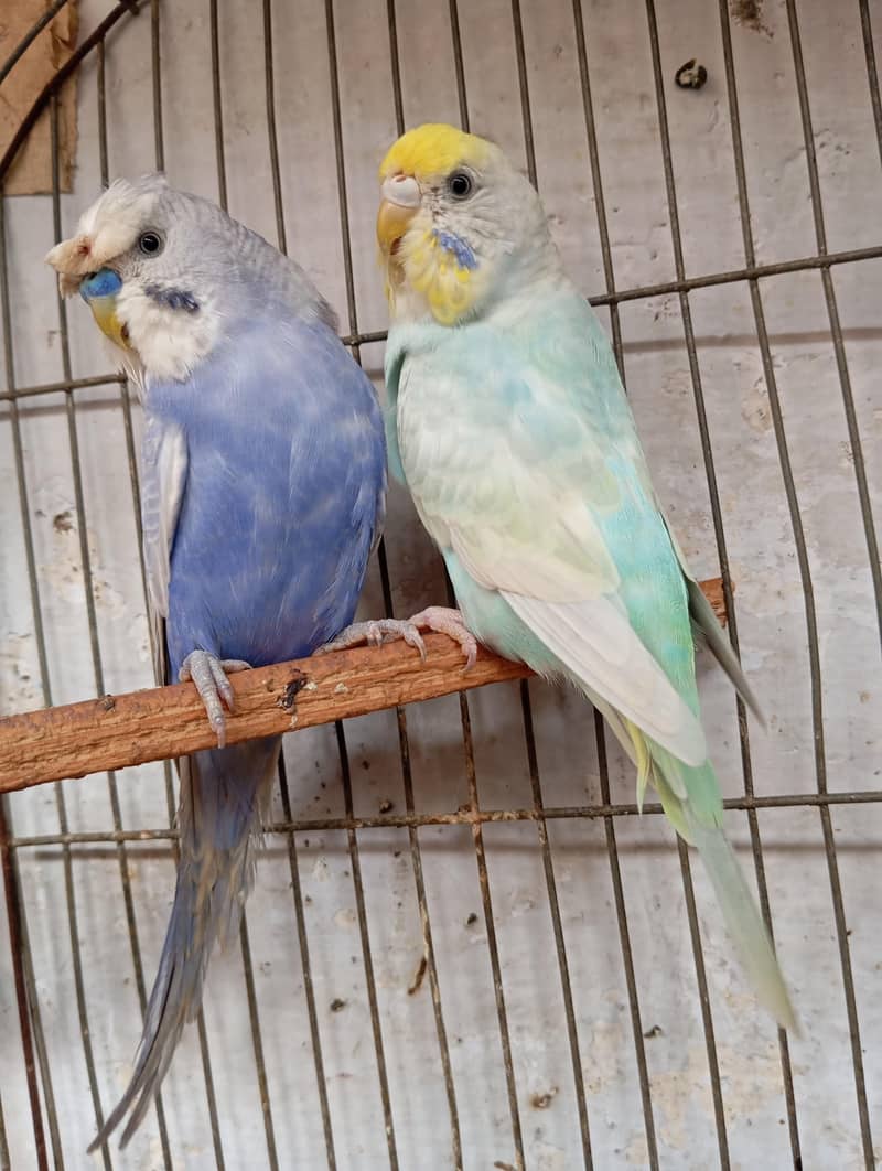 rainbow pair 5