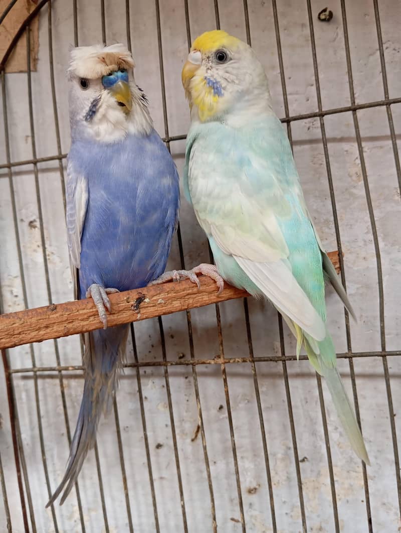 rainbow pair 6