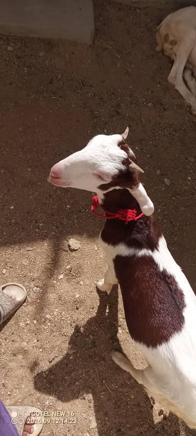 Ablak gulabi teddy female for sell