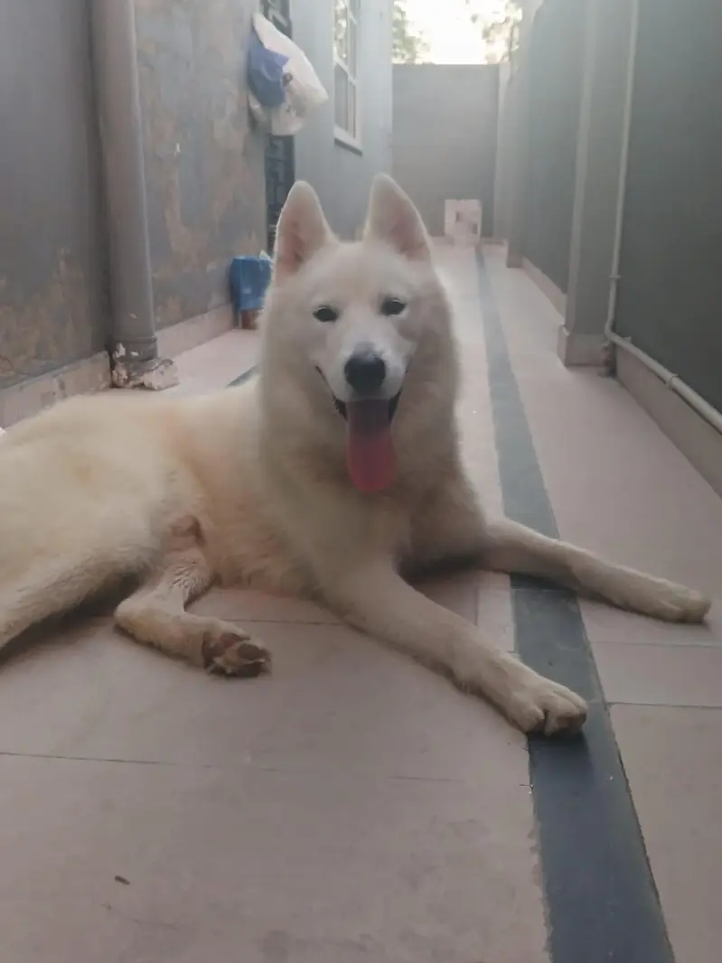 **Premium Siberian Husky |Pedigree dog |Multiple show winner, Stud — photo 3