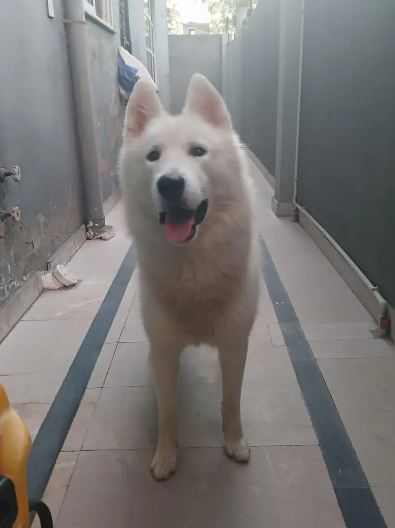 **Premium Siberian Husky |Pedigree dog |Multiple show winner, Stud — photo 4