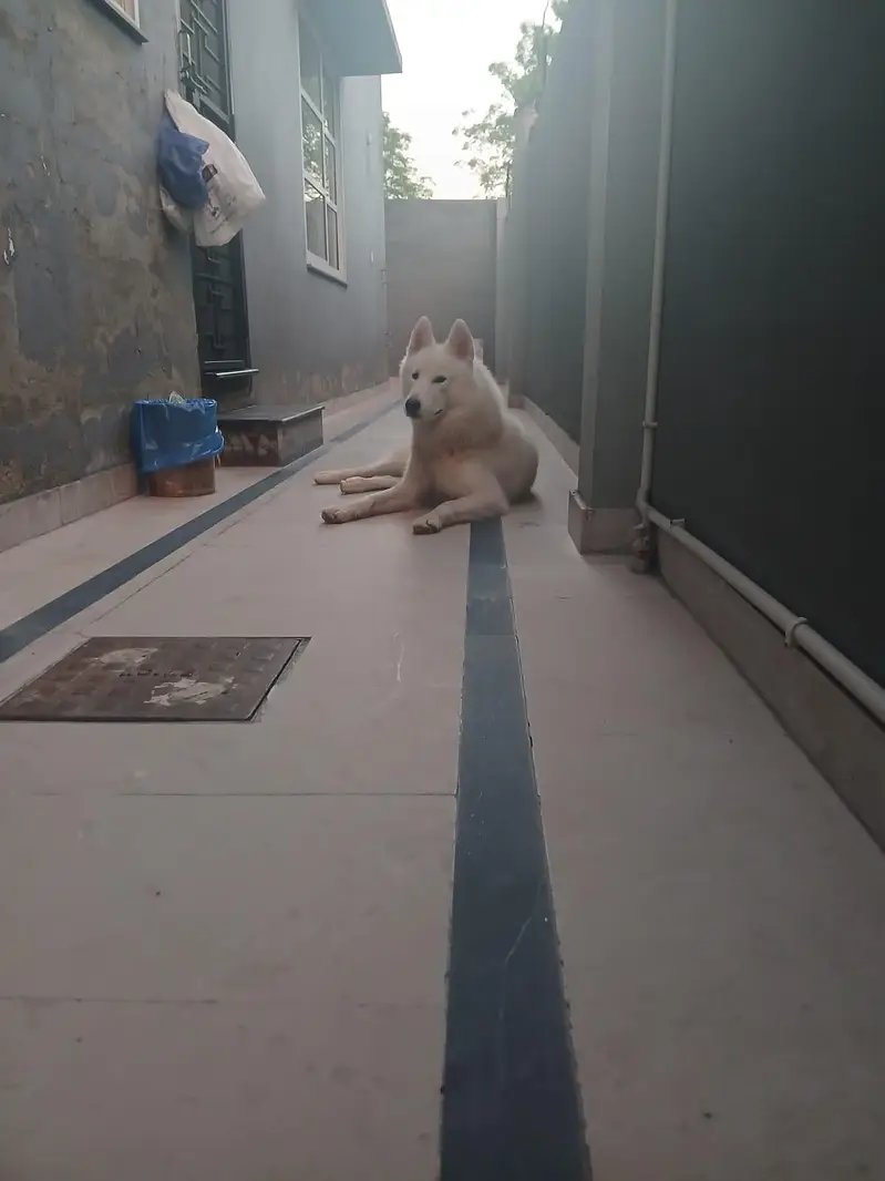 **Premium Siberian Husky |Pedigree dog |Multiple show winner, Stud — photo 5