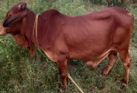 A pure red colour sahiwal breed bull for sale