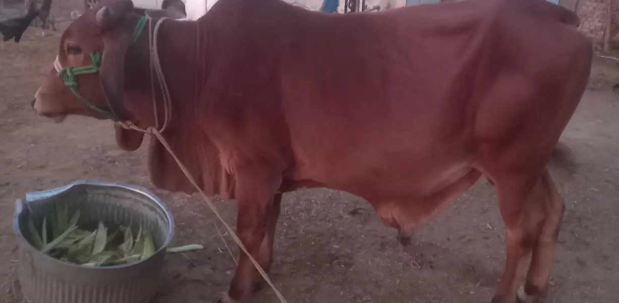 A pure red colour sahiwal breed bull for sale — photo 2