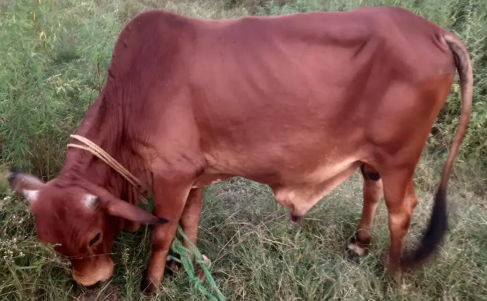A pure red colour sahiwal breed bull for sale — photo 3