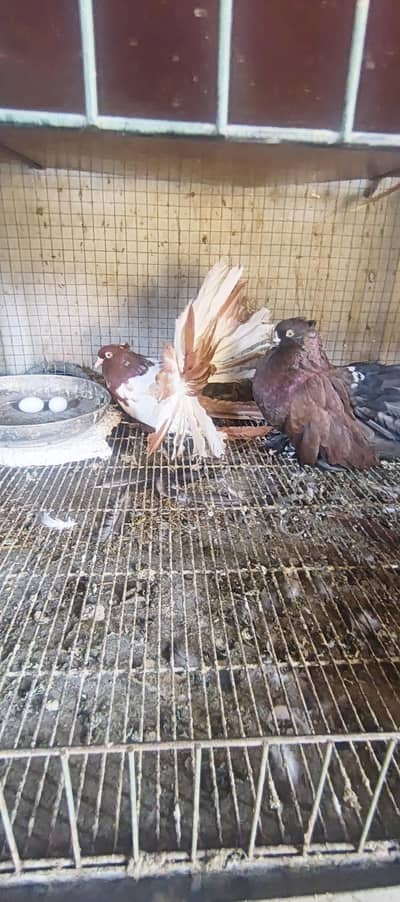 4 pair American  breedee pair hain 1 breeder black grizle hy