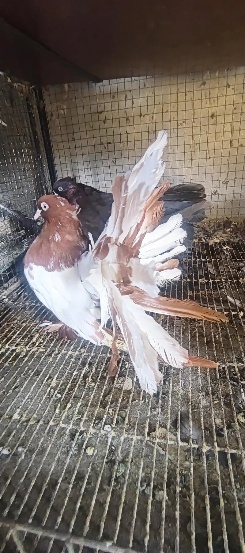 4 pair American  breedee pair hain 1 breeder black grizle hy — photo 2