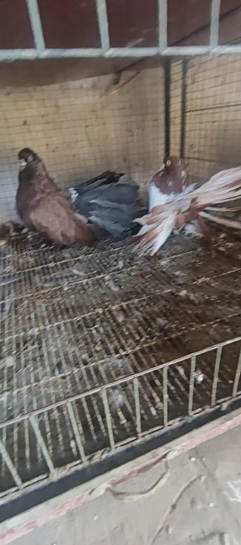 4 pair American  breedee pair hain 1 breeder black grizle hy — photo 3