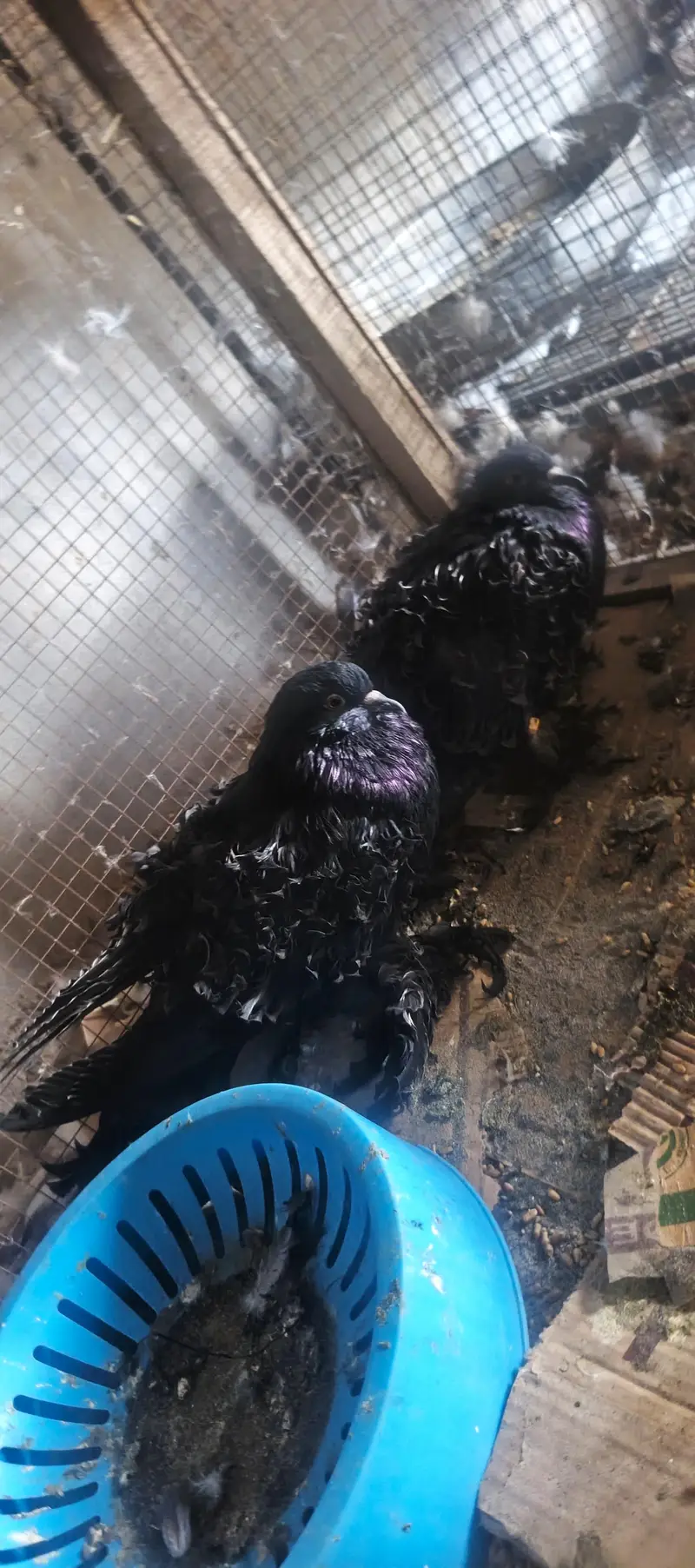 4 pair American  breedee pair hain 1 breeder black grizle hy — photo 4
