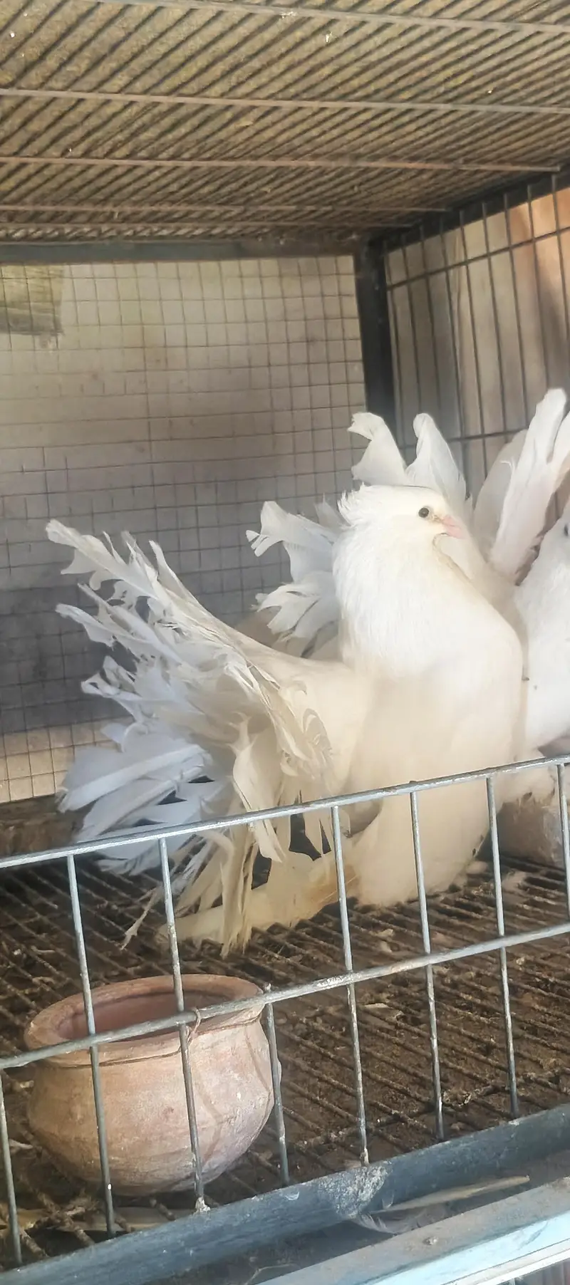 4 pair American  breedee pair hain 1 breeder black grizle hy — photo 6