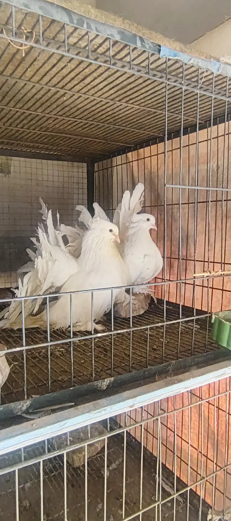 4 pair American  breedee pair hain 1 breeder black grizle hy — photo 7