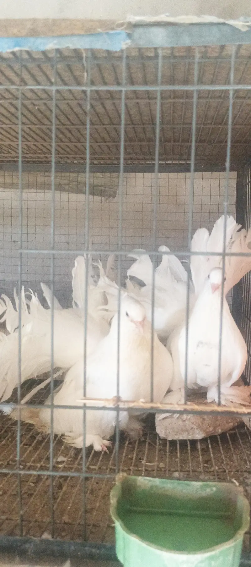4 pair American  breedee pair hain 1 breeder black grizle hy — photo 8