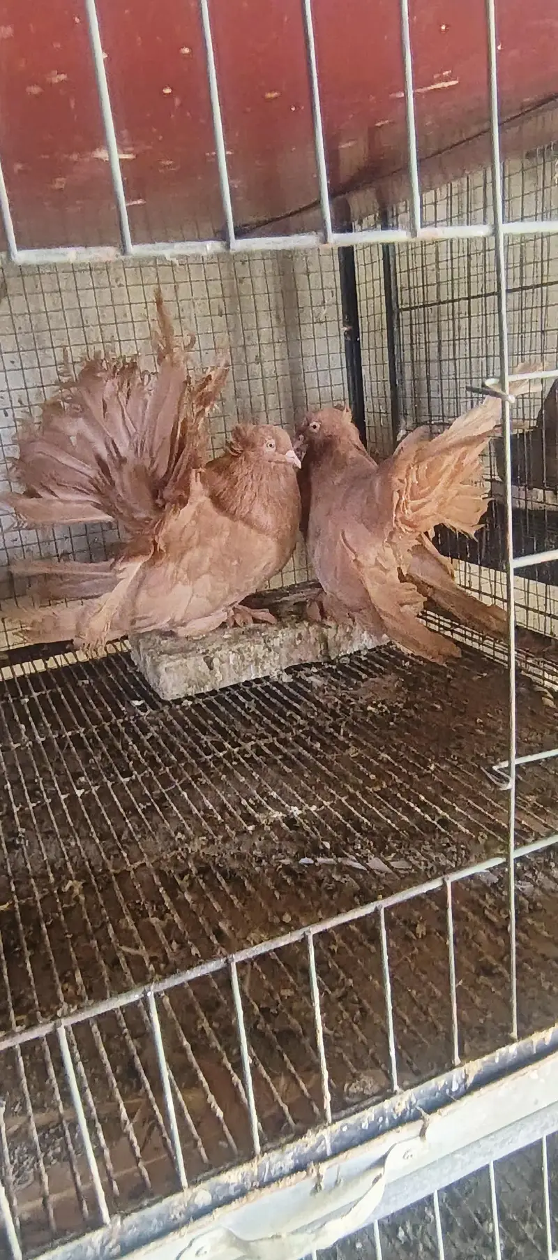 4 pair American  breedee pair hain 1 breeder black grizle hy — photo 10