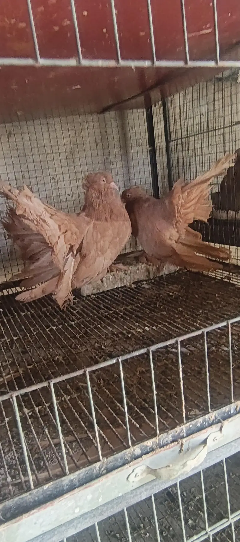 4 pair American  breedee pair hain 1 breeder black grizle hy — photo 11