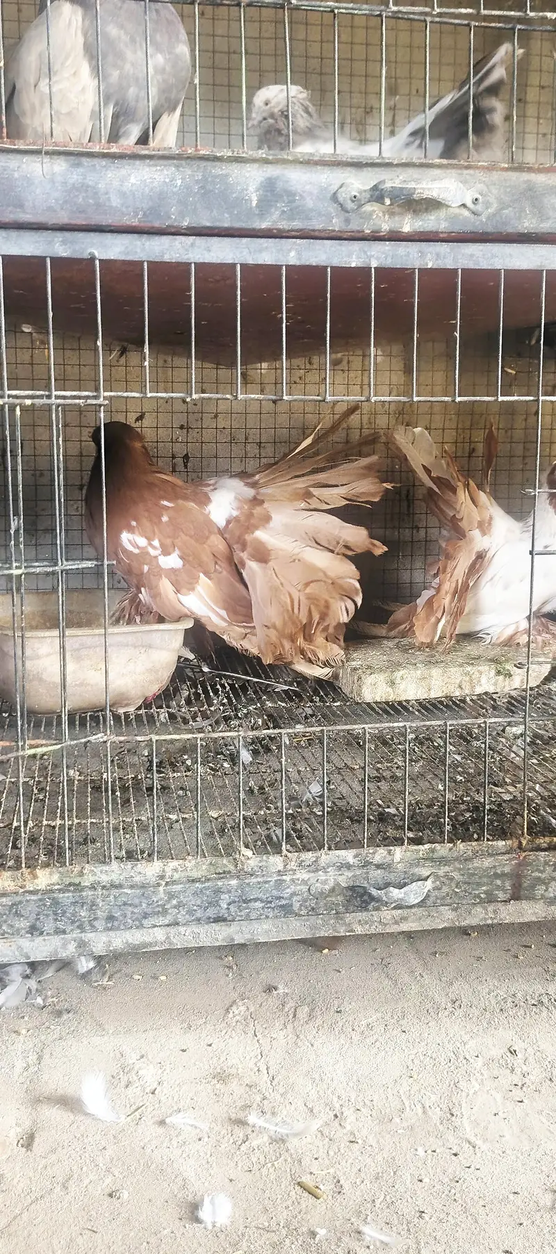 4 pair American  breedee pair hain 1 breeder black grizle hy — photo 12