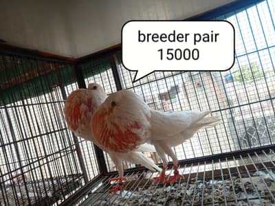 fancy pigeons/swallow/fantail/Jacobin/frillback/lahori sherazi/norwich