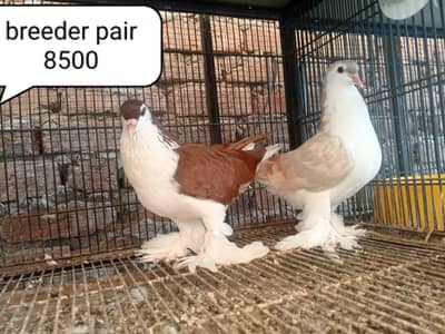 fancy pigeons/swallow/fantail/Jacobin/frillback/lahori sherazi/norwich