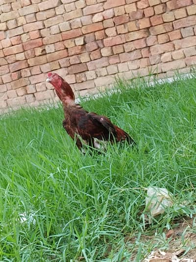 pure Sindhi murga for sale