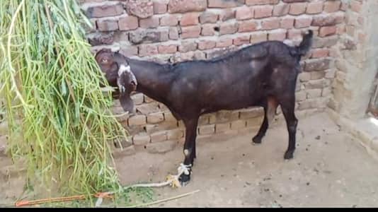 guban bakri for sale