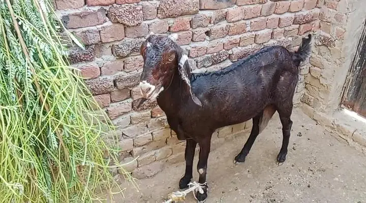 guban bakri for sale — photo 2