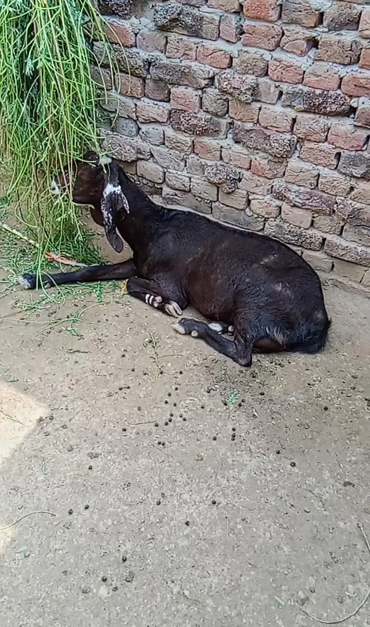 guban bakri for sale — photo 3