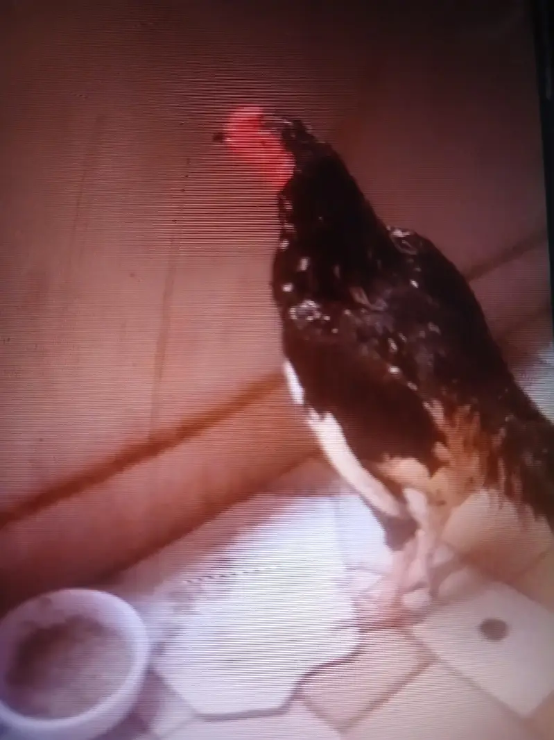 ya high quality black assel ha — photo 2
