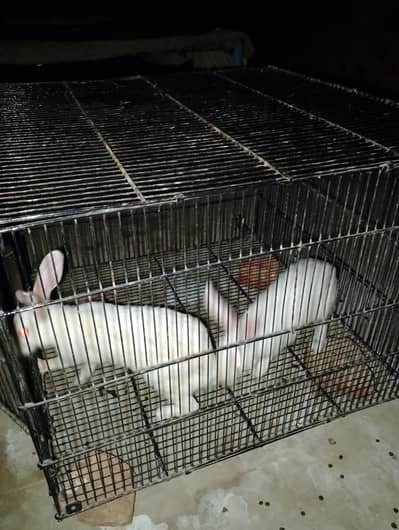 Rabbit white pair red eyes full tyar jora