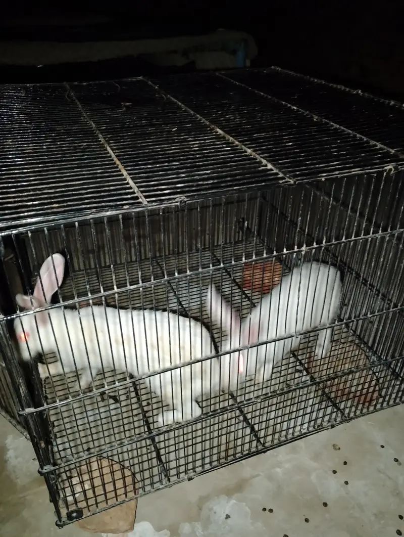 Rabbit white pair red eyes full tyar jora