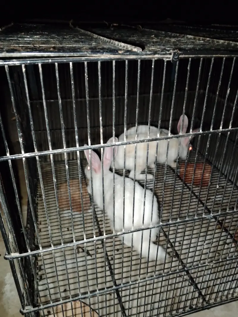 Rabbit white pair red eyes full tyar jora — photo 2