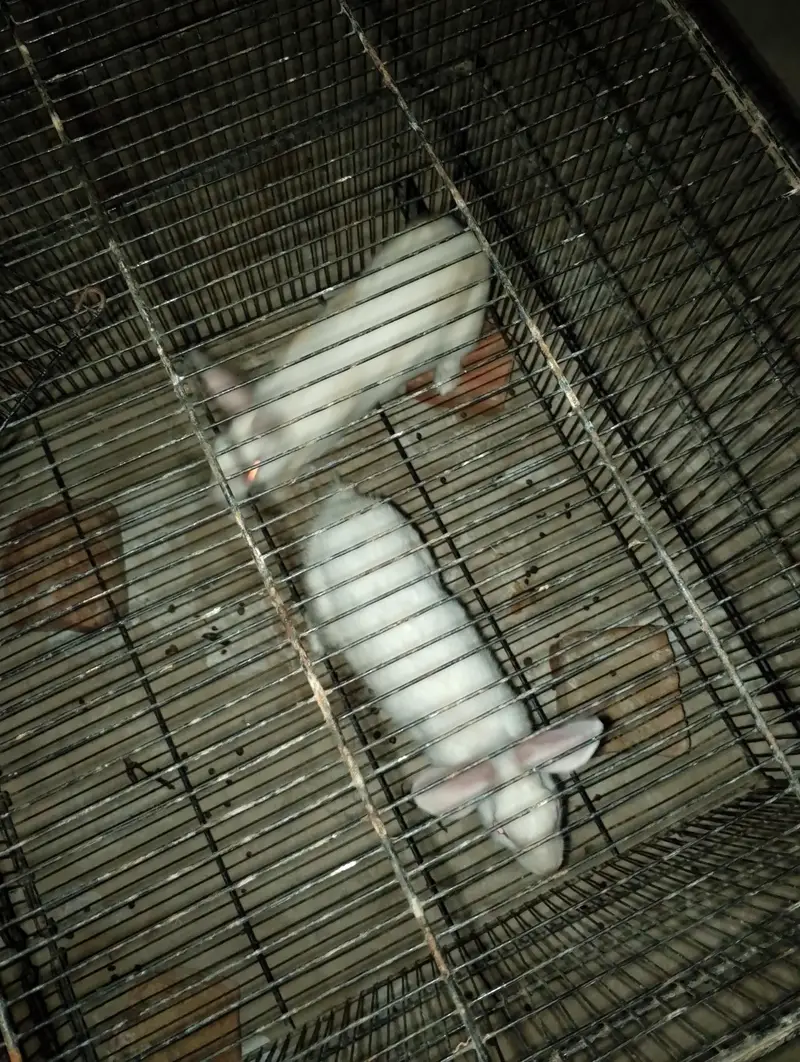 Rabbit white pair red eyes full tyar jora — photo 3